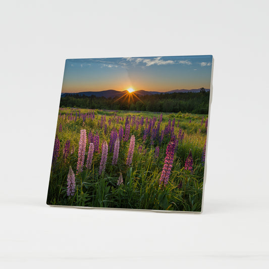 Lupine Surprise Ceramic Coaster by Chris Whiton